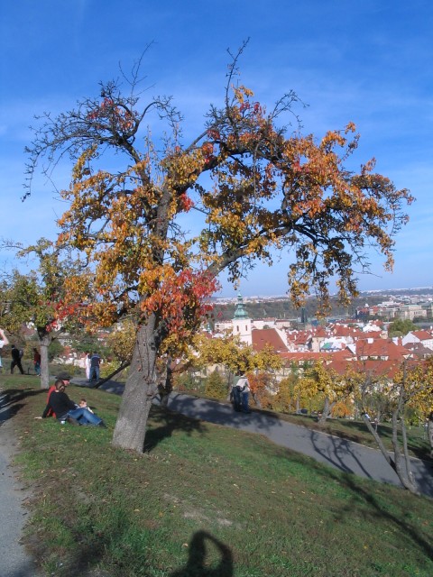 Original image