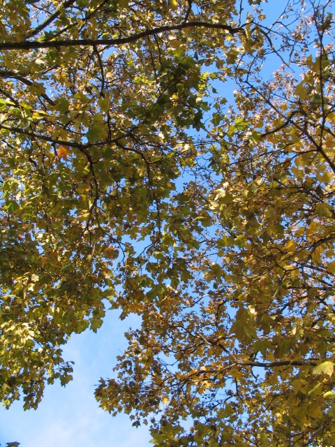 Original image