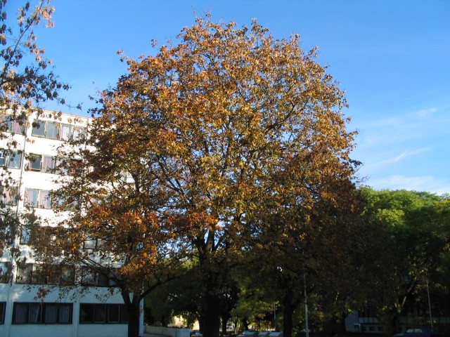Original image