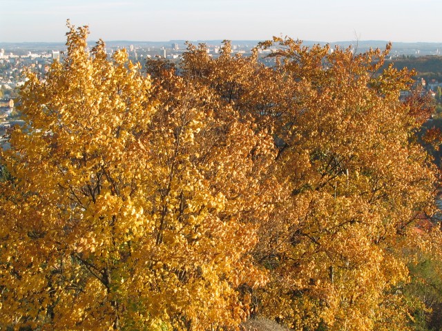 Original image