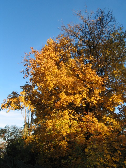 Original image