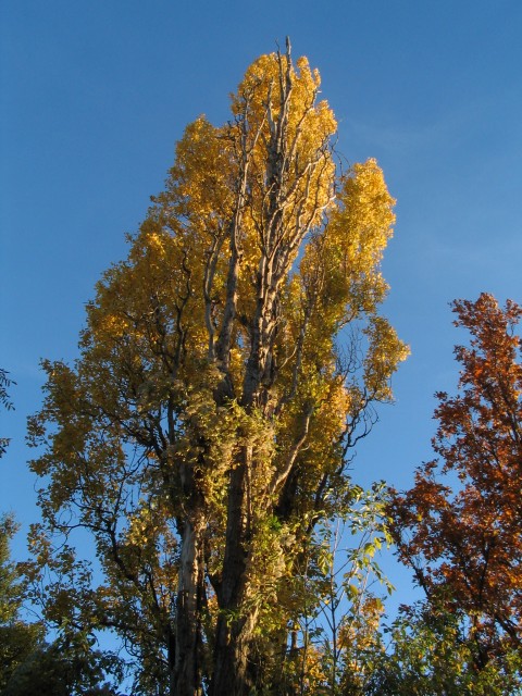 Original image