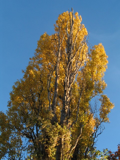 Original image