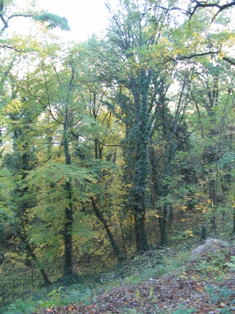 Original image